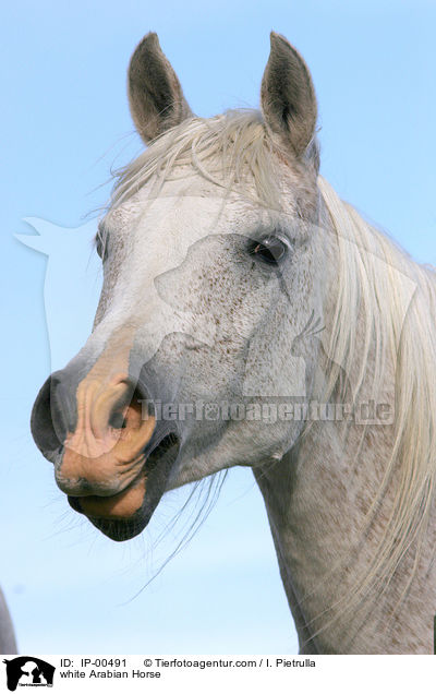 white Arabian Horse / IP-00491
