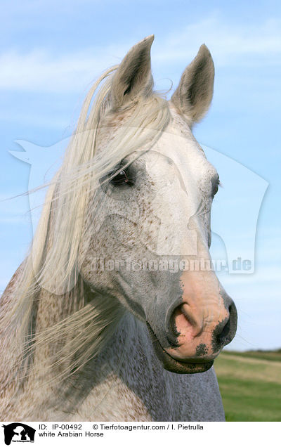 white Arabian Horse / IP-00492