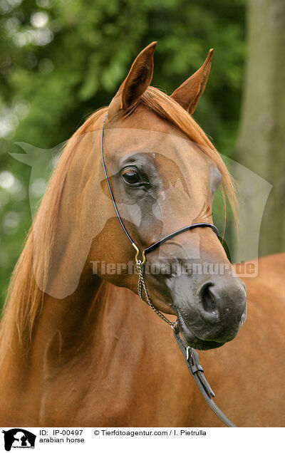 Portrait eines Arabers / arabian horse / IP-00497