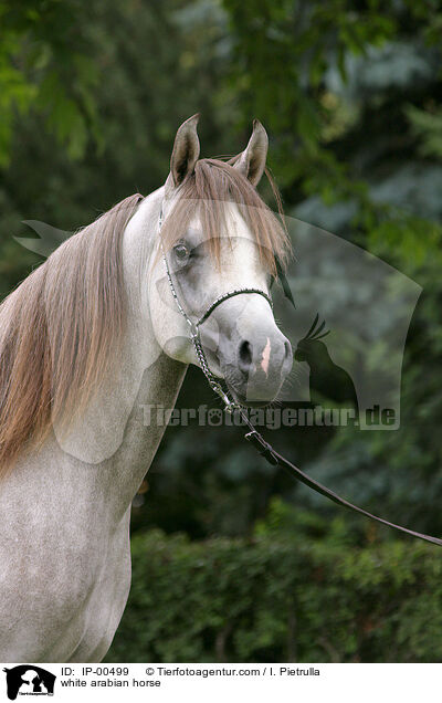 Portrait eines weien Arabers / white arabian horse / IP-00499