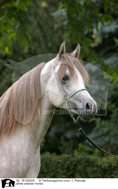 white arabian horse / IP-00500