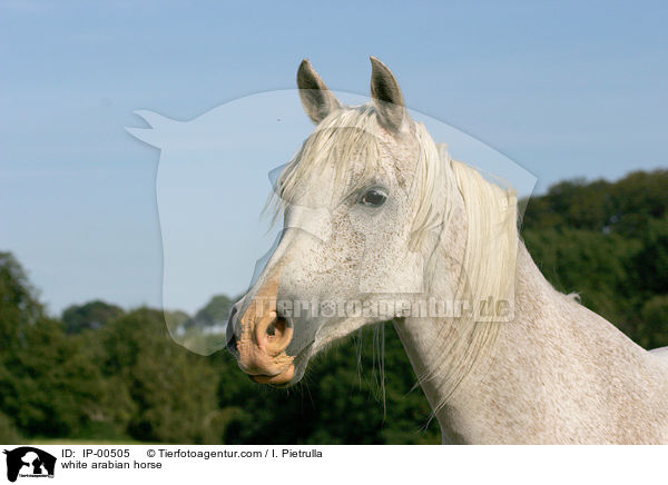 Portrait eines weien Arabers / white arabian horse / IP-00505