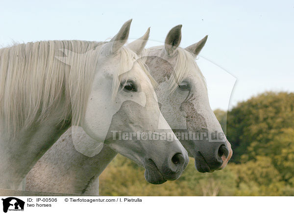 two horses / IP-00506