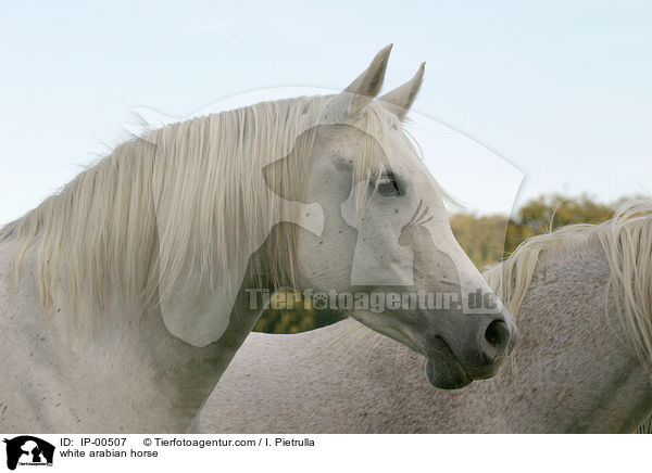 weier Araber im Portrait / white arabian horse / IP-00507