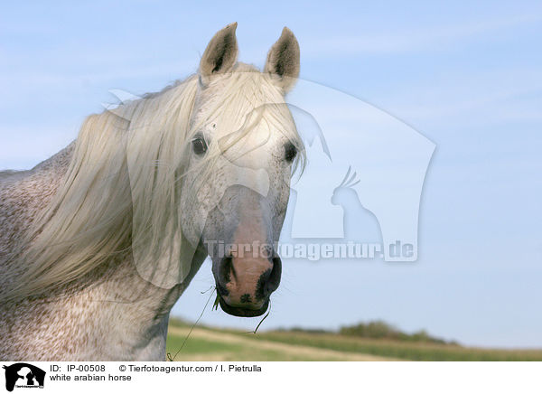 white arabian horse / IP-00508
