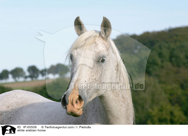 white arabian horse / IP-00509