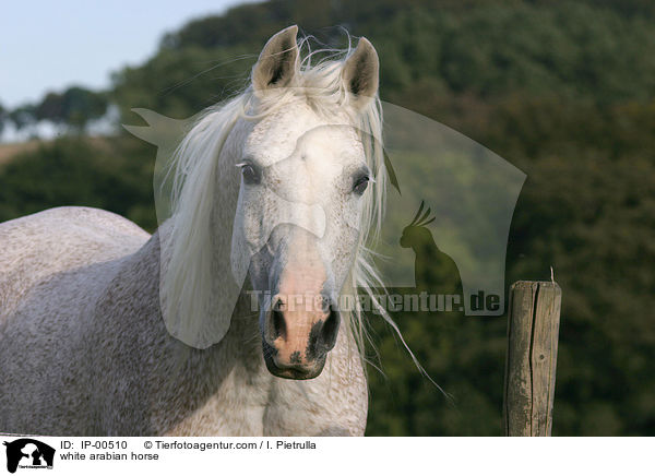 Portrait eines weien Arabers / white arabian horse / IP-00510