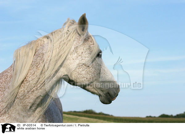 white arabian horse / IP-00514