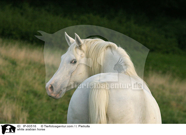 white arabian horse / IP-00516