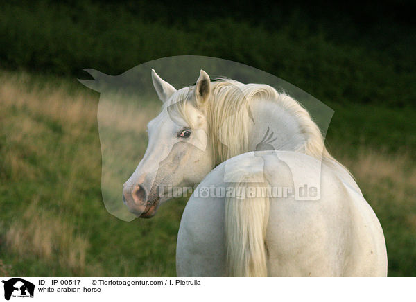 white arabian horse / IP-00517