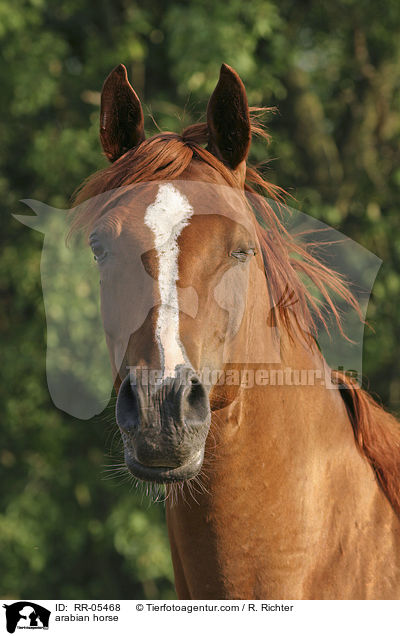 arabian horse / RR-05468