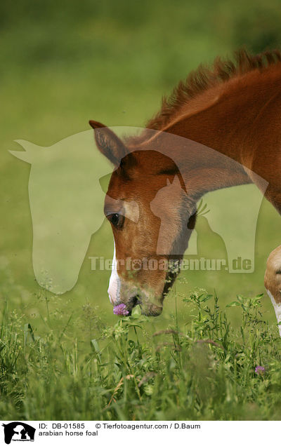 Araber Fohlen / arabian horse foal / DB-01585