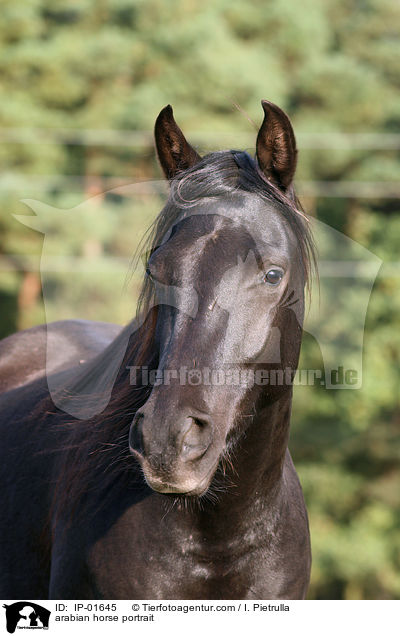 arabian horse portrait / IP-01645