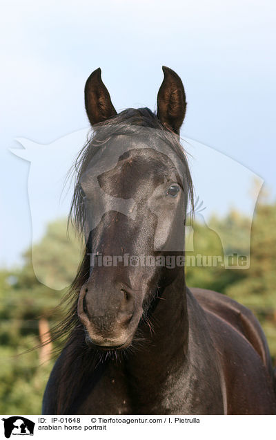 arabian horse portrait / IP-01648