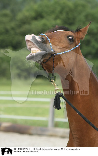 Arabian Horse Portrait / MH-01224