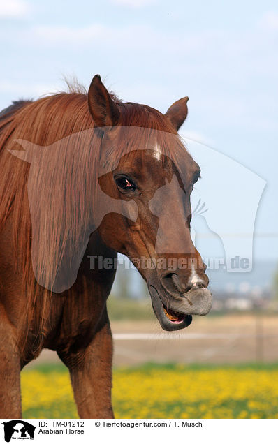 Arabian Horse / TM-01212