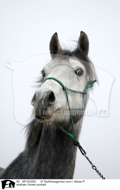 Araber Portrait / arabian horse portrait / AP-02392