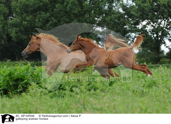 galloping arabian horses / AP-05506