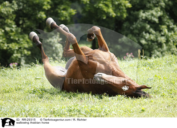 wallowing Arabian horse / RR-29315