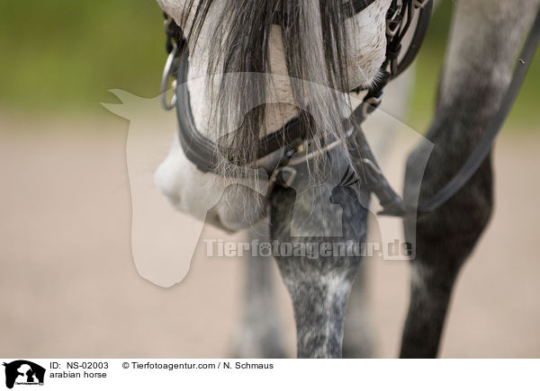 Araber / arabian horse / NS-02003