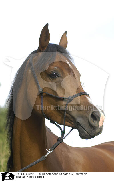 arabian horse portrait / CD-01844