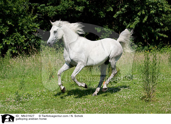galloping arabian horse / NN-01627