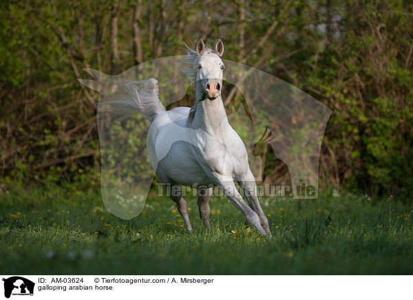 galloping arabian horse / AM-03624
