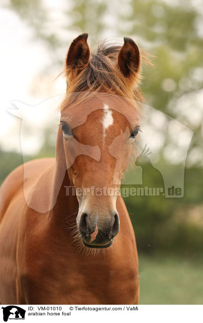 arabian horse foal / VM-01010
