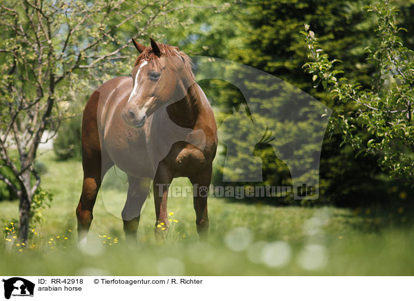 arabian horse / RR-42918