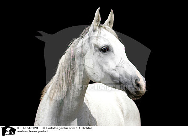 arabian horse portrait / RR-45120