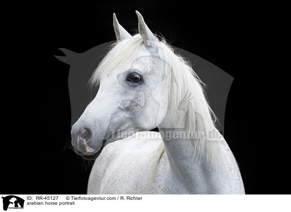 arabian horse portrait / RR-45127