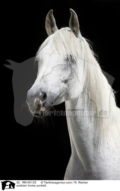 arabian horse portrait / RR-45135