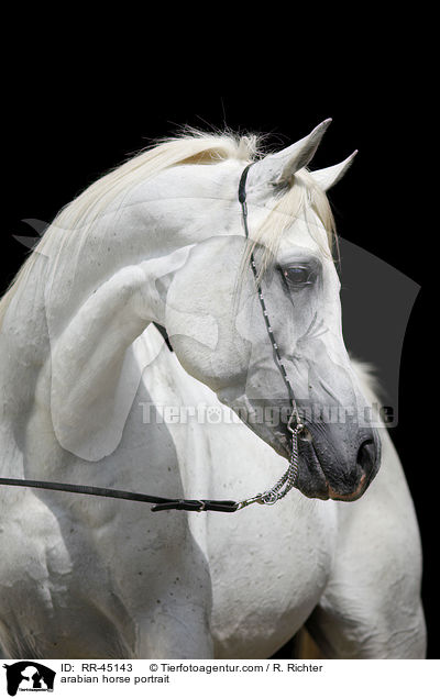 arabian horse portrait / RR-45143