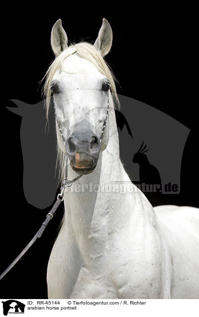 arabian horse portrait / RR-45144