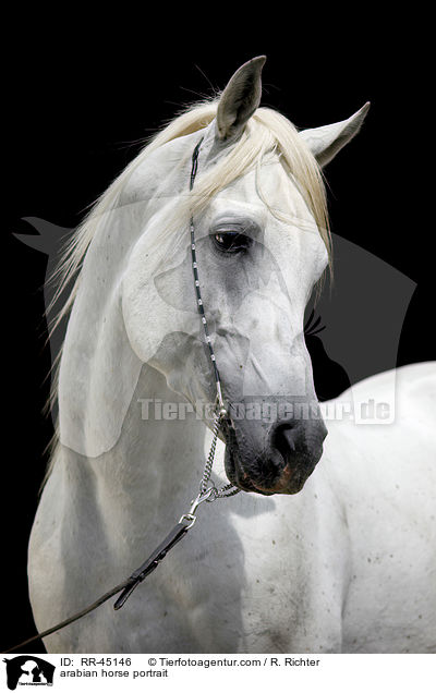 arabian horse portrait / RR-45146