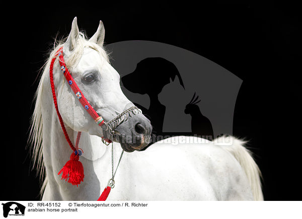 arabian horse portrait / RR-45152