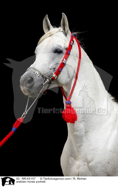 arabian horse portrait / RR-45157
