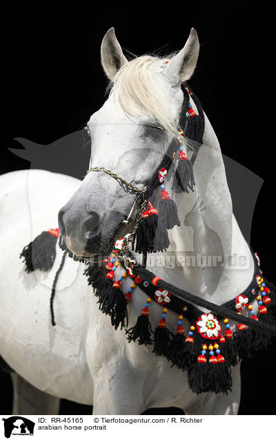Araber Hengst Portrait / arabian horse portrait / RR-45165