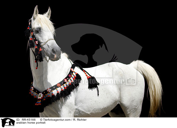 Araber Hengst Portrait / arabian horse portrait / RR-45166