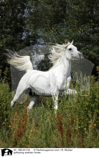 galloping arabian horse / RR-45178