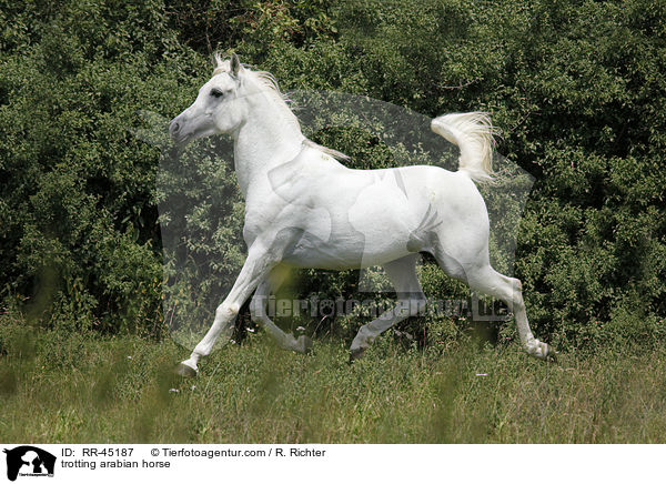 trotting arabian horse / RR-45187