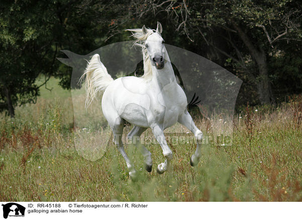 galloping arabian horse / RR-45188