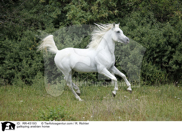 galloping arabian horse / RR-45193