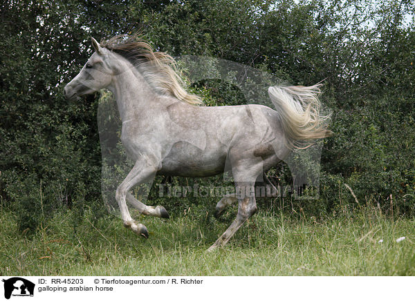 galoppierender Araber / galloping arabian horse / RR-45203