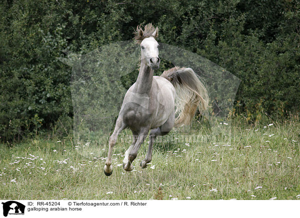 galloping arabian horse / RR-45204