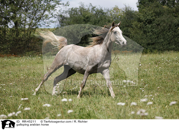 galloping arabian horse / RR-45211