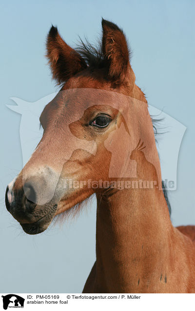 arabian horse foal / PM-05169