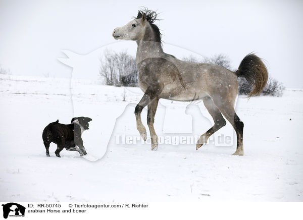 arabian Horse and boxer / RR-50745