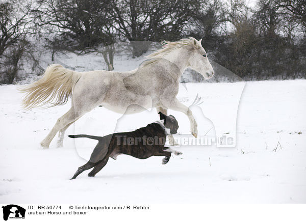 arabian Horse and boxer / RR-50774