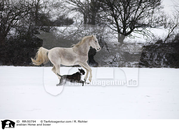 arabian Horse and boxer / RR-50794